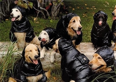 Fashion Week pour fashion dogs !