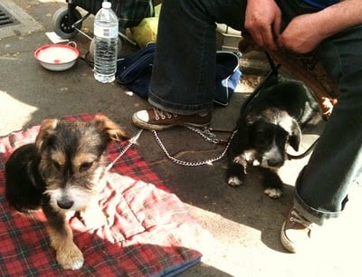 Dans la peau d'un chien de SDF !