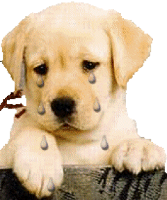 Mon coup de croc contre le business canin