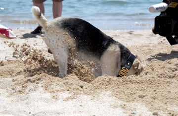 La Palm Dog de Cannes, 10ème édition !