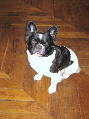 ça décoiffe à la Nouvelle Athènes !