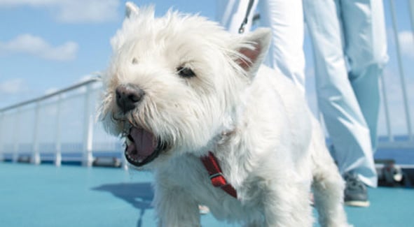Animaux-bienvenue-a-bord-de-brittany-ferries