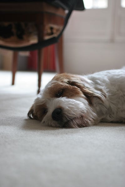 Utah faisant sa sieste d'un oeil ! par Dennis Westhoff