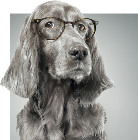 pourcent_chien_adulte