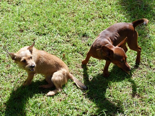 BourbonDuo97 Deux specimens Royal Bourbon