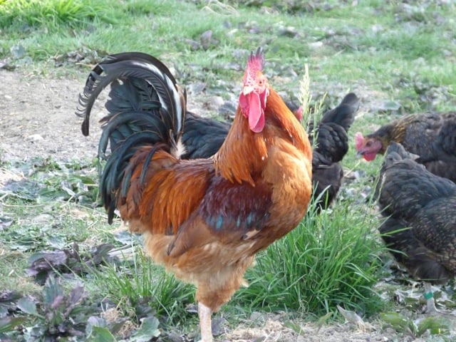 coq
