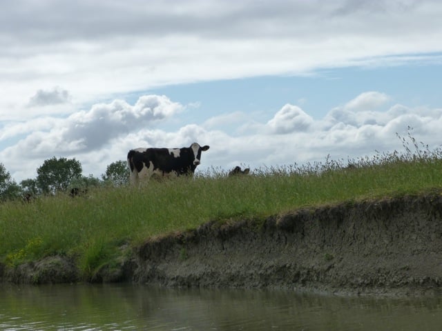 vache canal