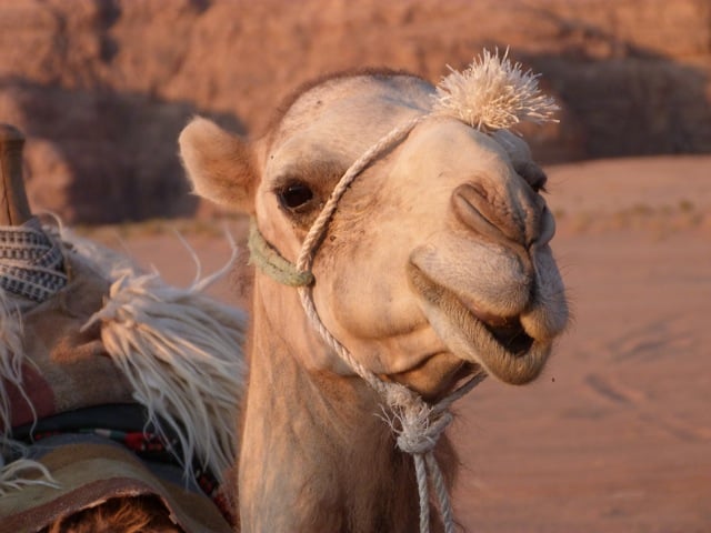 chameau qui rit