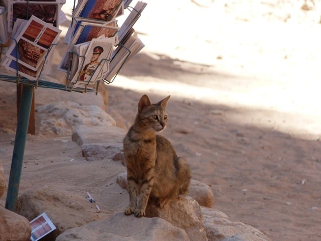 chat jordanien