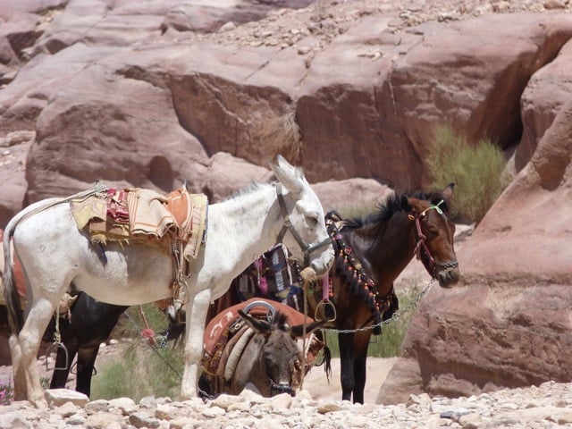 chevaux