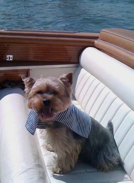 Voltaire en moussaillon