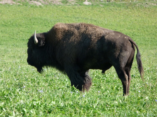 bison 1