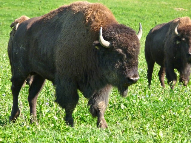 bison 2