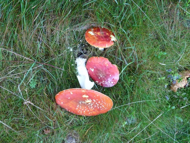 champignons 2