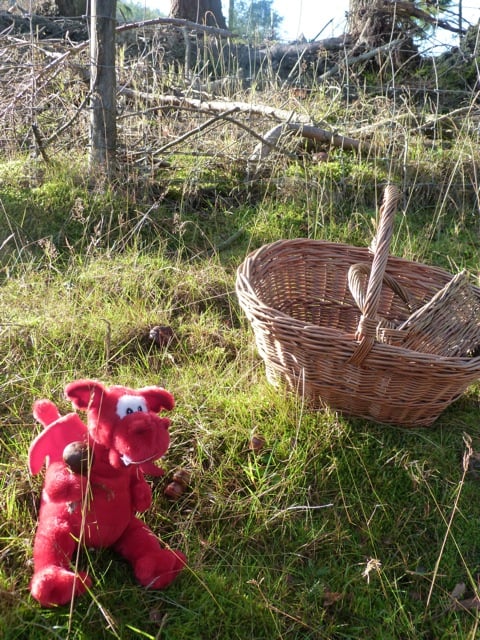 cueillette des champignons 1