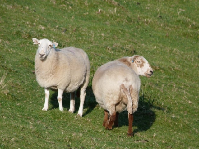 duo de moutons
