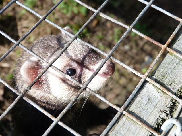 furet