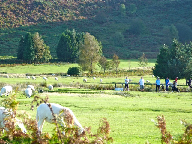 golf and sheep 1