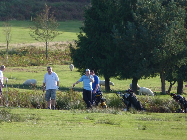 golf and sheep 2
