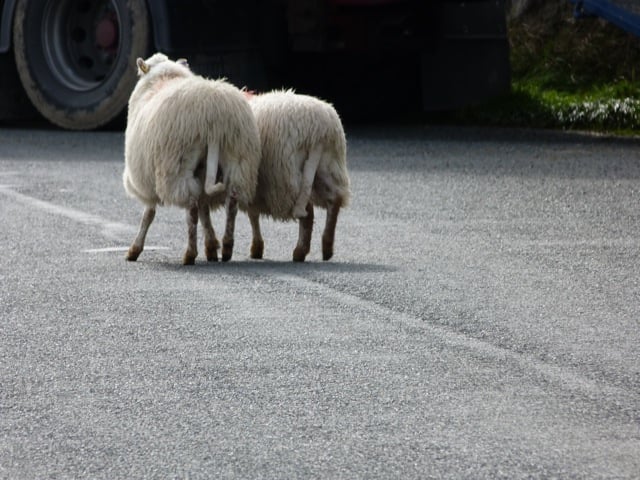 mouton on the road suite