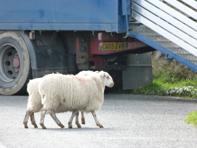moutons on the road