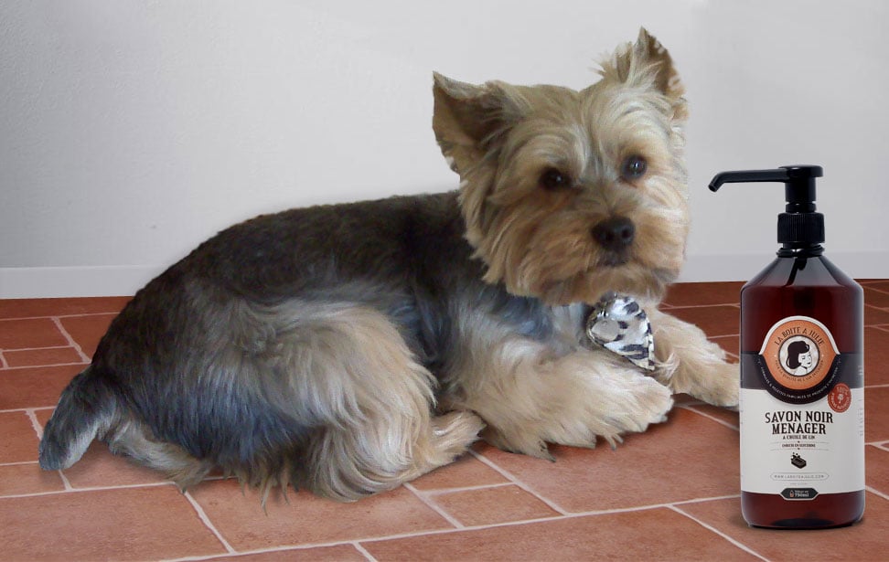 Voltaire-et-savon-noir