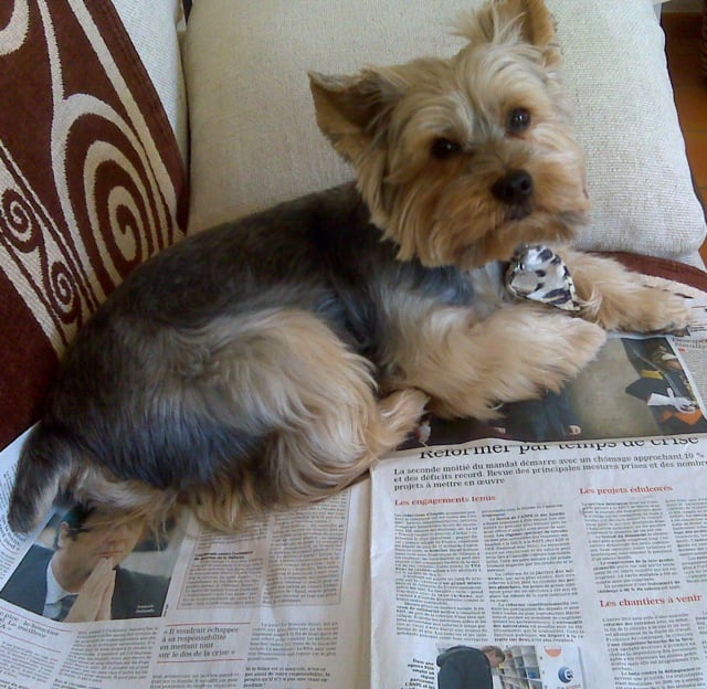 Volt fait sa revue de presse