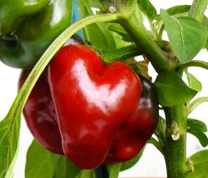 poivron-rouge