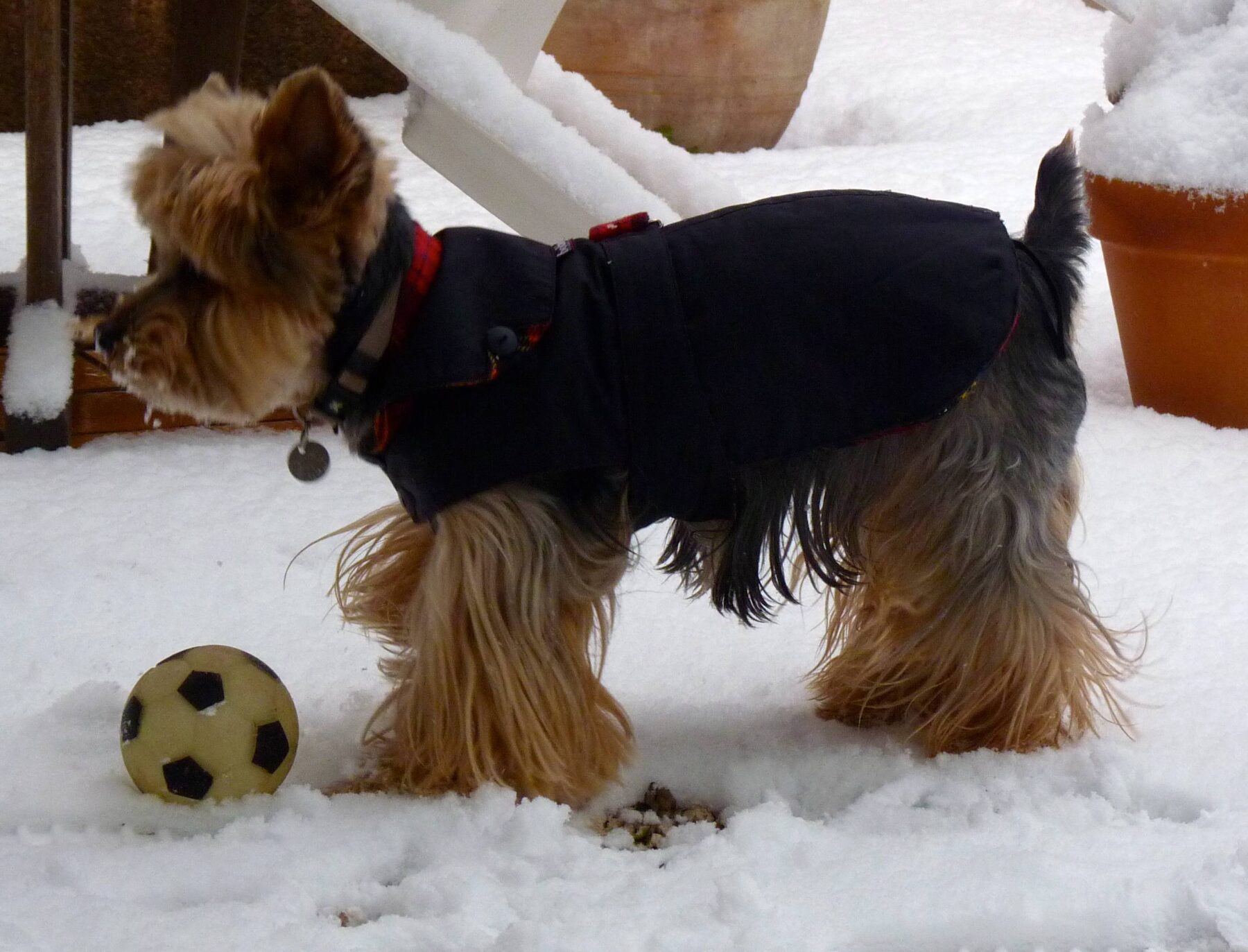 voltaire à la neige