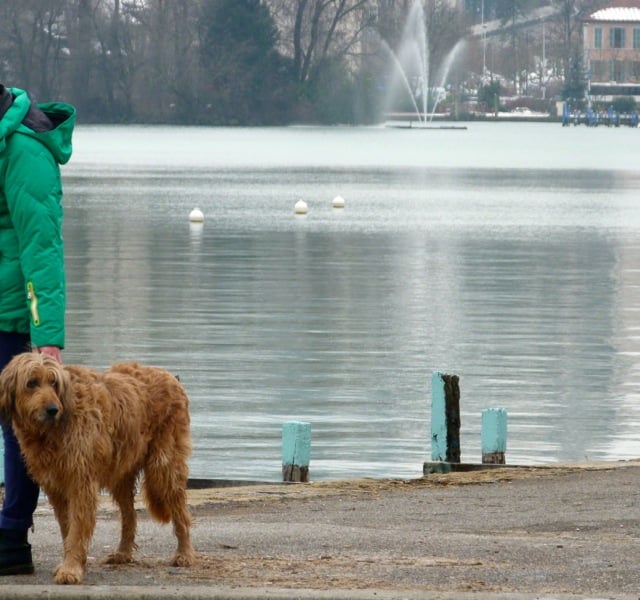 chien lac annecy