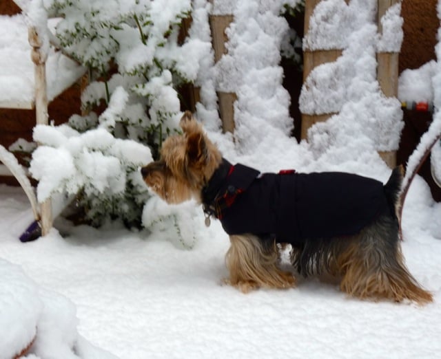 voltaire à la neige