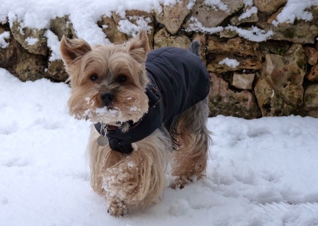 voltaire à la neige