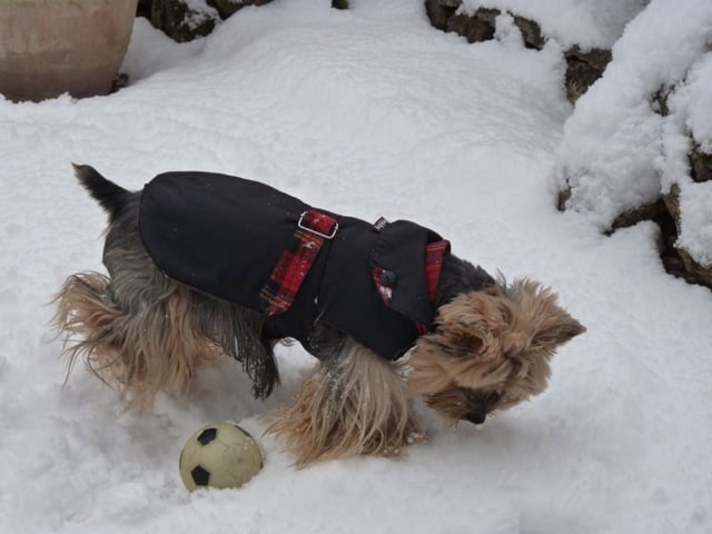 voltaire à la neige