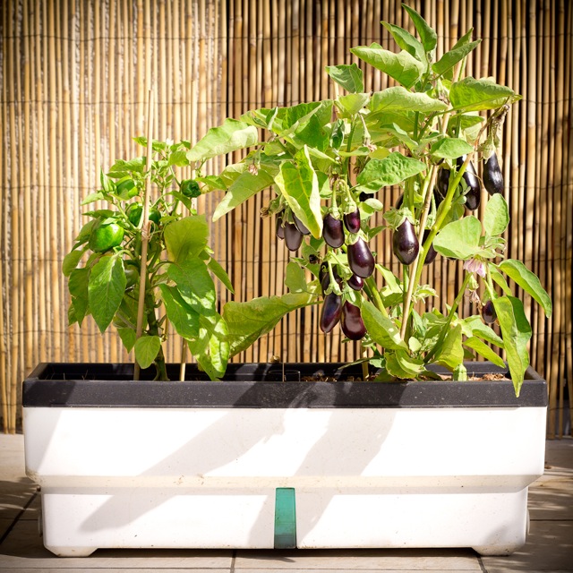 p-bac-biotop-du-monde-au-balcon-photos-1m-14