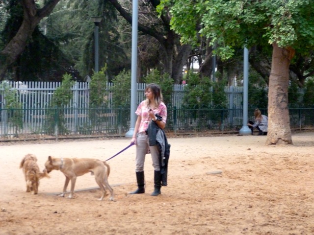 chien-tel-aviv