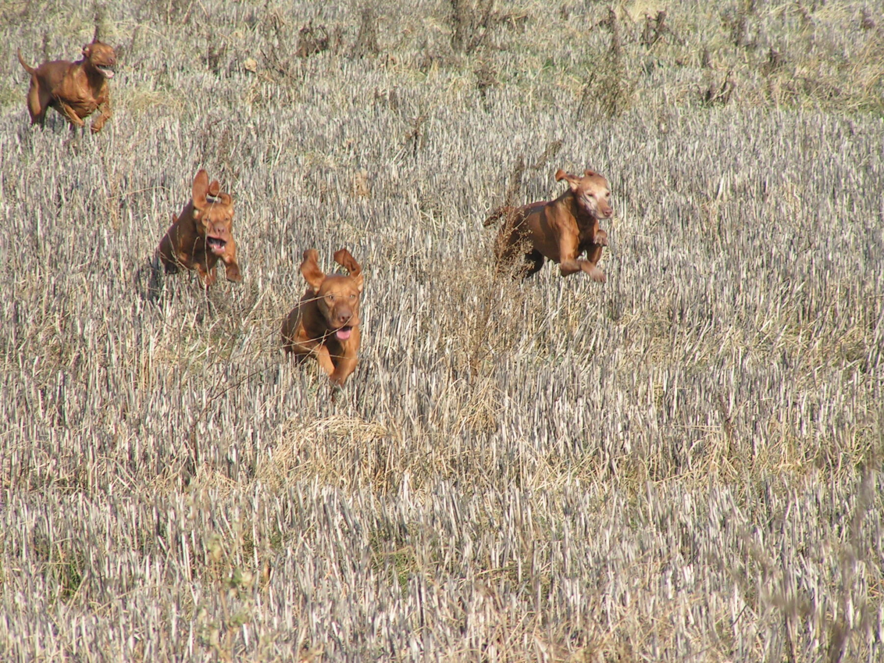 braques-Hongrois-poil-ras