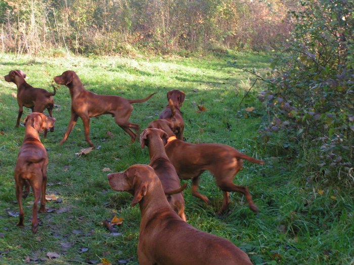 braques-Hongrois-poil-ras