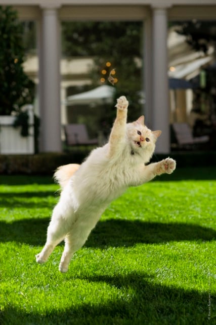 Le-Bristol-Paris-Le-Jardin-de-Fa-raon