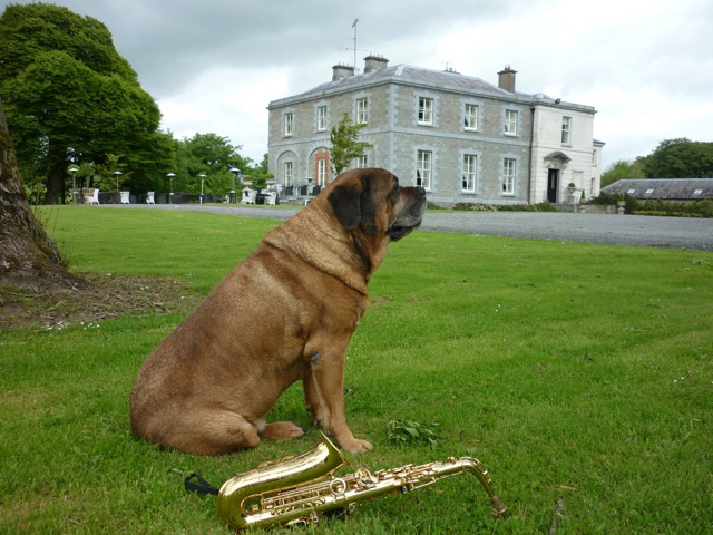 Tankardstown-House-Dexter-the-Dog