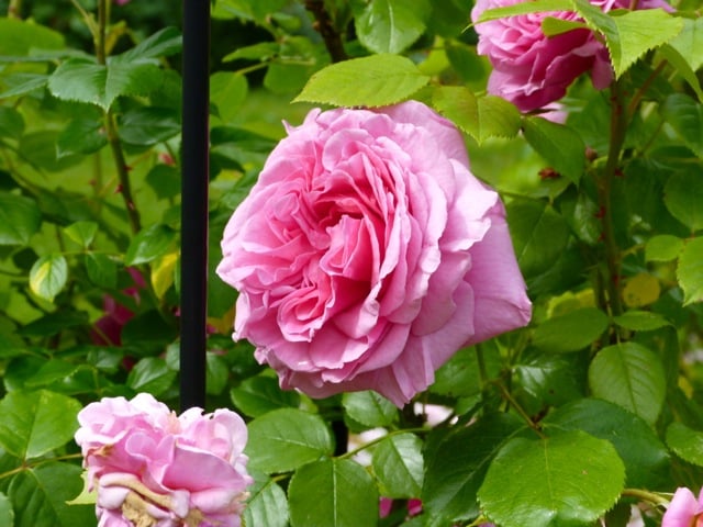 roseraire-de-provins