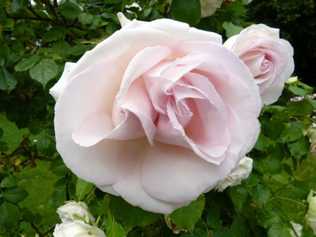 roseraire-de-provins