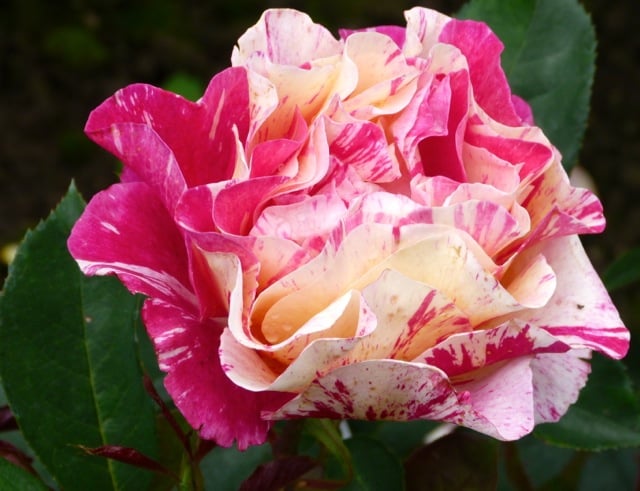 roseraire-de-provins