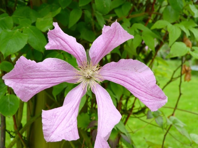 roseraire-de-provins