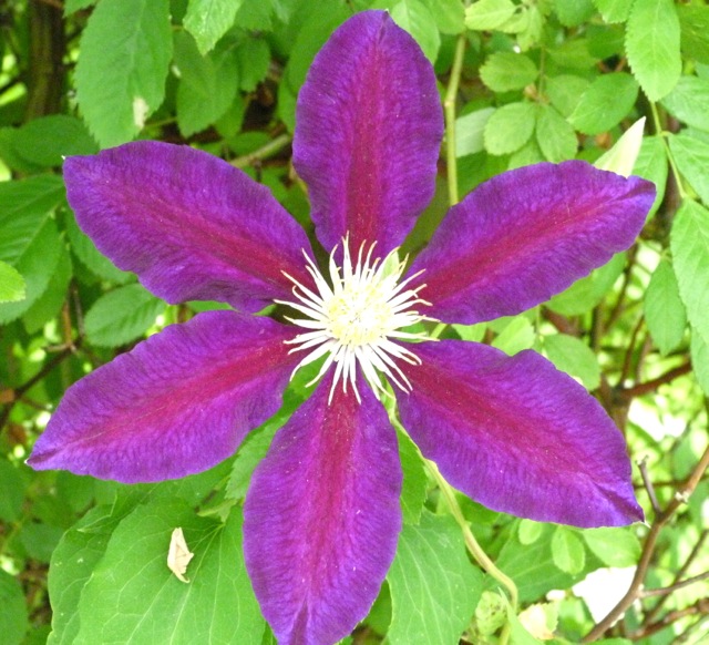 roseraire-de-provins