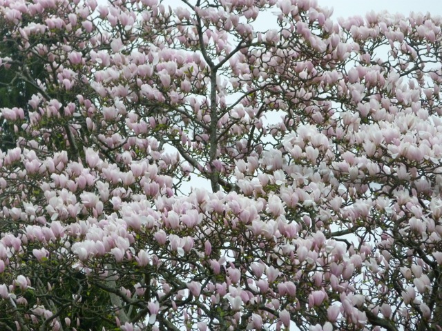 irlande-mountushergardens