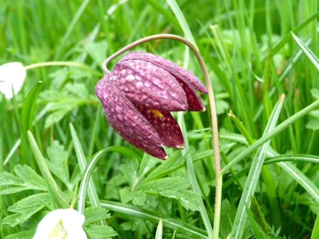 irlande-mountushergardens