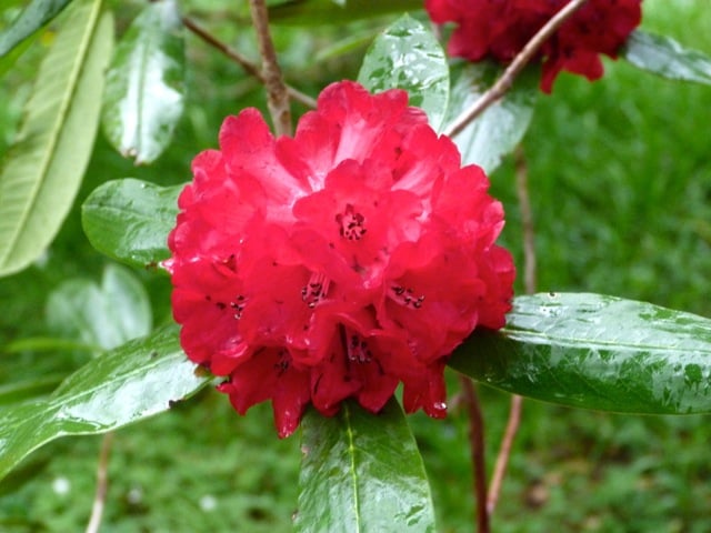 irlande-mountushergardens