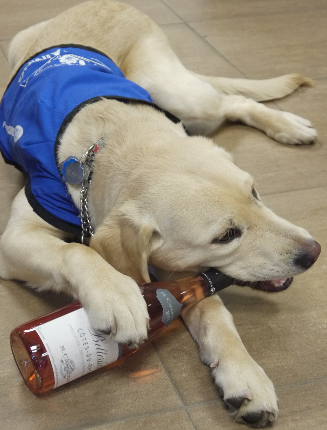 Chienne-Mocha-Chapoutier