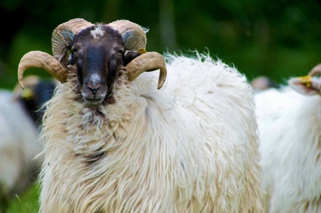 ossau-iraty-routedufromage