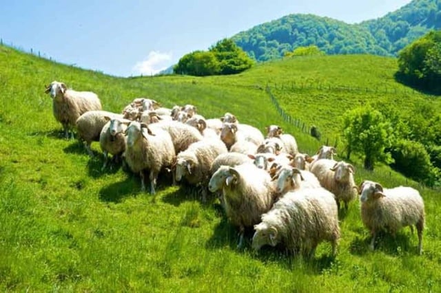 ossau-iraty-routedufromage